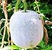 MOCCUROD 25Pcs Wax Gourd Seeds Hair Skin Gourd Seeds Fuzzy Melon Vegetable Seeds new 2024