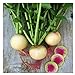 Watermelon Radish Seeds | Heirloom & Non-GMO Vegetable Seeds | Radish Seeds for Planting Home Outdoor Gardens | Planting Instructions Included with Each Packet new 2024