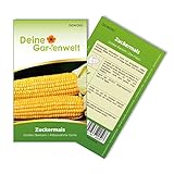 Foto Zuckermais Golden Bantam Samen - Zea mays - Zuckermaissamen - Gemüsesamen - Saatgut Für 12 Pflanzen, bester Preis 1,99 € (0,17 € / stück), Bestseller 2024