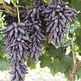 Photo 30pcs Finger Grape Seeds Advanced Fruit Natural Growth Sweet Gardening Plants, best price $7.99 ($0.27 / Count), bestseller 2024