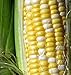 Peaches and Cream Sweet Corn Seeds 1/2 lb new 2024