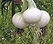 Seeds Onion White Queen Giant Heirloom Vegetable for Planting Non GMO new 2024