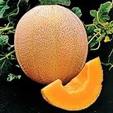 Photo Park Seed Hale's Best Organic Melon Seeds Delicious Cantaloupe Certified Organic Thick Flesh, Sweet Juicy Flavor, Pack of 20 Seeds, best price $7.95 ($0.40 / Count), bestseller 2024