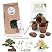 Bonsai Kit incl. eBook GRATUITO - Set con macetas de coco, semillas y tierra - idea de regalo sostenible para los amantes de las plantas (Pino Piñonero + Árbol del Ámbar) nuevo 2024