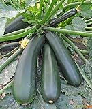 Photo Seeds Squash Zucchini Light Green Heirloom Vegetable for Planting Non GMO, best price $8.99, bestseller 2024