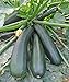 Seeds Squash Zucchini Light Green Heirloom Vegetable for Planting Non GMO new 2024