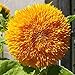 Somerway Semillas de girasol 25 uds. de semillas de girasol amarillo, semillas de flores para plantar semillas de flores perennes para exteriores, semillas de flores de jardín para patio Amarillo nuevo 2024