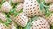 White Strawberry Seeds - 200+ Seeds - White Pineberry Seeds - Made in USA, Ships from Iowa. new 2022