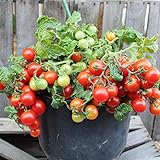Foto Vilma Tomatensamen für ca. 15 Pflanzen - ideal für Balkonkästen, kompakt und ertragreich, bester Preis 1,99 € (0,13 € / stück), Bestseller 2024