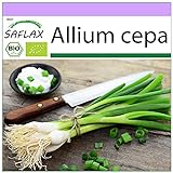 Foto SAFLAX - Ecológico - Cebolla de primavera - Cebolla de Lisboa blanca - 150 semillas - Allium cepa, mejor precio 3,95 €, éxito de ventas 2024