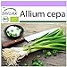 SAFLAX - Ecológico - Cebolla de primavera - Cebolla de Lisboa blanca - 150 semillas - Allium cepa nuevo 2024