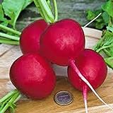 Photo Radish Seed, Champion, Heirloom, Non GMO, 100 Seeds, Perfect Radishes, best price $2.99 ($2.99 / Count), bestseller 2024