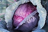 Photo Cabbage, Red Acre Seeds, Non-GMO, 25+ Seeds per Package, This Hardy, Healthy and Delicious Crop is Easy to Grow and Ideal for Small and Large Gardens . Jacobs Ladder Ent., best price $1.79 ($1.79 / Count), bestseller 2024