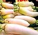 Big Pack - (3,000) Japanese Daikon - Daikon Radish Seeds - Japanese Radish - Non-GMO Seeds by MySeeds.Co (Big Pack - Daicon Radish) new 2024