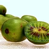 Photo Hardy Kiwi Seeds (Actinidia arguta) 20+ Rare Cold-Tolerant Tropical Fruit Seeds in FROZEN SEED CAPSULES for The Gardener & Rare Seeds Collector - Plant Seeds Now or Save Seeds for Years, best price $14.95, bestseller 2024