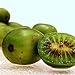 Hardy Kiwi Seeds (Actinidia arguta) 20+ Rare Cold-Tolerant Tropical Fruit Seeds in FROZEN SEED CAPSULES for The Gardener & Rare Seeds Collector - Plant Seeds Now or Save Seeds for Years new 2024