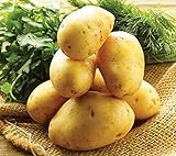 Photo Simply Seed - 5 LB - German Butterball Potato Seed - Non GMO - Naturally Grown - Order Now for Spring Planting, best price $17.99 ($0.22 / Ounce), bestseller 2024