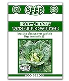 Photo Early Jersey Wakefield Cabbage Seeds -500 Seeds Non-GMO, best price $1.59, bestseller 2024
