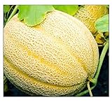 Photo 50 Hales Best Jumbo Cantaloupe | Non-GMO | Fresh Garden Seeds, best price $6.95, bestseller 2024
