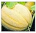 50 Hales Best Jumbo Cantaloupe | Non-GMO | Fresh Garden Seeds new 2024