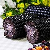 Photo Lot de 10 graines de maïs noir pour plantes, fruits, légumes, jardin, ferme, plantes nutritives – Graines de maïs, meilleur prix 2,82 €, best-seller 2024