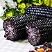Lot de 10 graines de maïs noir pour plantes, fruits, légumes, jardin, ferme, plantes nutritives – Graines de maïs nouveau 2024