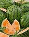 David's Garden Seeds Fruit Watermelon Tendersweet Orange 1342 (Orange) 50 Non-GMO, Heirloom Seeds new 2024