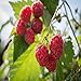 Prelude Raspberry - 5 Red Raspberry Plants - Everbearing - Organic Grown - new 2022