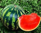 Photo Seeds4planting - Seeds Watermelon Crimson Sweet Giant Heirloom Vegetable Non GMO, best price $8.94, bestseller 2024