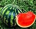 Seeds4planting - Seeds Watermelon Crimson Sweet Giant Heirloom Vegetable Non GMO new 2024