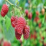 Photo 1 Heritage - Red Raspberry Plant - Everbearing - All Natural Grown - Ready for Fall Planting, best price $19.95, bestseller 2024