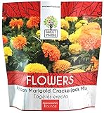 Photo African Marigold Seeds Crackerjack Mix - Bulk 1 Ounce Packet - Over 10,000 Seeds - Huge Orange and Yellow Blooms, best price $7.97, bestseller 2024
