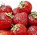 100 Pcs Strawberry Seeds - Strawberry Seeds for Planting Outdoor - Non GMO - High Germination - High Yield - Sweet and Melt in The Mouth - Heirloom Fruit Seed new 2024