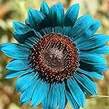 Foto 50 Stück Sonnenblumenkerne zum Pflanzen, Pflanzen im Frühling Sonnenschein bevorzugen blaue Blume Umweltfreundliche Sonnenblumenkerne für Küche, Garten und Balkon – Sonnenblumenkerne, bester Preis 2,89 €, Bestseller 2024