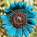 50 Stück Sonnenblumenkerne zum Pflanzen, Pflanzen im Frühling Sonnenschein bevorzugen blaue Blume Umweltfreundliche Sonnenblumenkerne für Küche, Garten und Balkon – Sonnenblumenkerne neu 2023