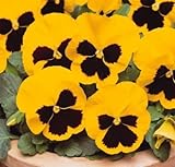 Photo lot de 50 graines de pensée des jardins à grandes fleurs suisse jaune fleur comestible envoi rapide sous 48h, meilleur prix 4,29 €, best-seller 2024