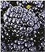 BALDUR Garten Brombeeren 'Big Max XXL'®, 1 Pflanze, Rubus fruticosus neu 2024