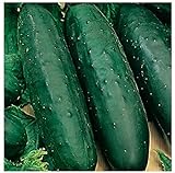Photo 50 Marketmore 76 Cucumber Seeds | Non-GMO | Heirloom | Instant Latch Garden Seeds, best price $6.95, bestseller 2024