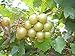 Pixies Gardens Tara Muscadine Grape Vine Shrub Live Fruit Plant for Planting - Bronze Colored Quality Fruit On Fast Growing (1 Gallon - Set of 2 Potted) new 2024