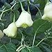GemüseSamen20Pcs/Bag weiße Glocken Chili Samen natürliche essbare Pflanzen frische lebensfähige Bonsai Pfeffer Samenlinge für Veranda - Pfeffer Samen # neu 2024