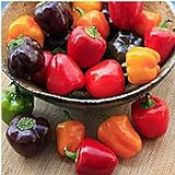 Photo Mini Belle Mix Sweet Peppers Seeds (20+ Seeds) | Non GMO | Vegetable Fruit Herb Flower Seeds for Planting | Home Garden Greenhouse Pack, best price $3.69 ($0.18 / Count), bestseller 2024