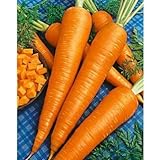 Photo Sow No GMO Carrot Danvers 126 Non GMO Heirloom Sweet Crunchy Vegetable 100 Seeds, best price $1.77 ($0.02 / SEEDS), bestseller 2024
