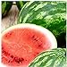 25 Cal Sweet Watermelon Seeds | Non-GMO | Heirloom | Instant Latch Garden Seeds new 2024