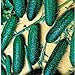 Cool Breeze Cucumbers Seeds (20+ Seeds) | Non GMO | Vegetable Fruit Herb Flower Seeds for Planting | Home Garden Greenhouse Pack new 2024
