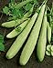 David's Garden Seeds Cucumber Slicing Armenian Yard Long 9184 (Green) 25 Non-GMO, Heirloom Seeds new 2024