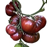 Foto Tomate - Black Krim 10 Samen -Super süße dunkle Fleischtomate-, bester Preis 2,49 €, Bestseller 2024