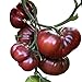 Tomate - Black Krim 10 Samen -Super süße dunkle Fleischtomate- neu 2023