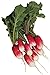 Burpee French Breakfast Organic Radish Seeds 325 seeds new 2024