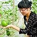 20pcs mini-graines de pastèque Légumes fruits et des graines de pastèque skgs balcon comestible bonsaï nouveau 2022
