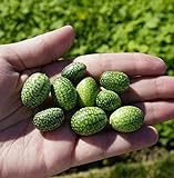 Photo Thumb Watermelon Seeds for Planting-300 Seeds, best price $6.99, bestseller 2024